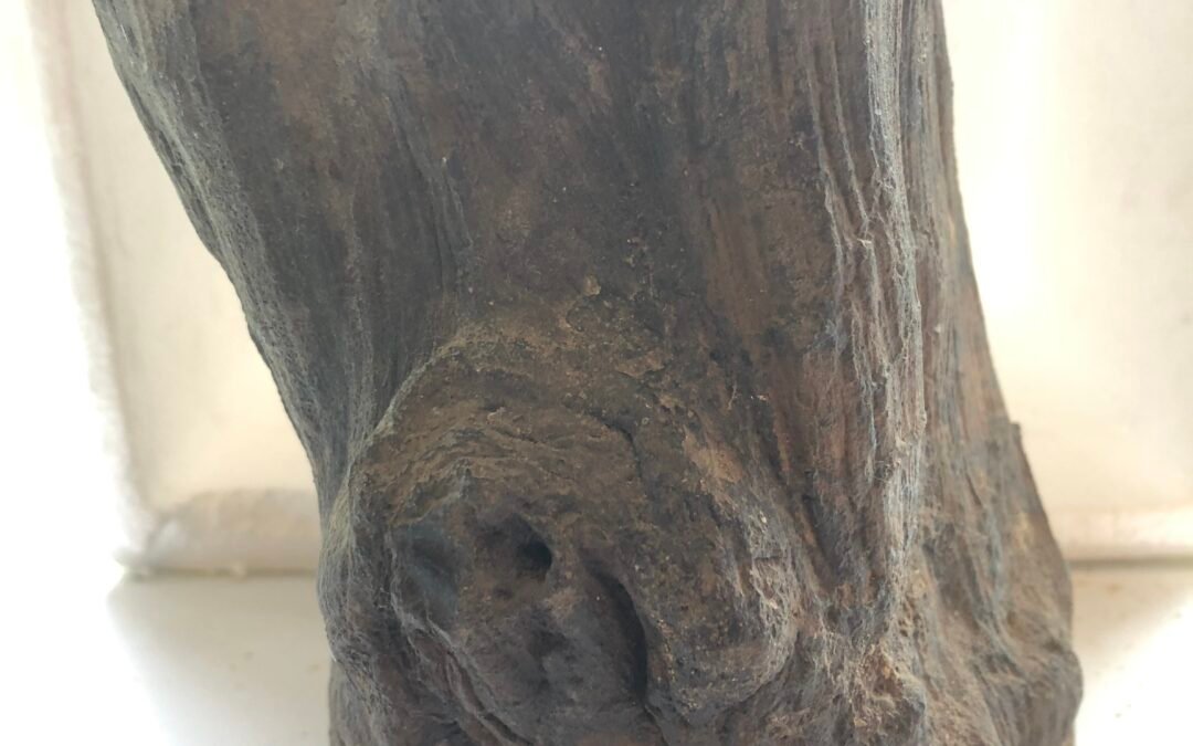 CLASSIC IRONSTONE PETRIFIED WOOD