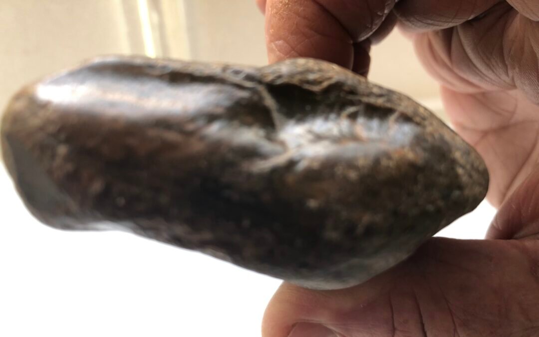 CHALCEDONY PETRIFED WOOD