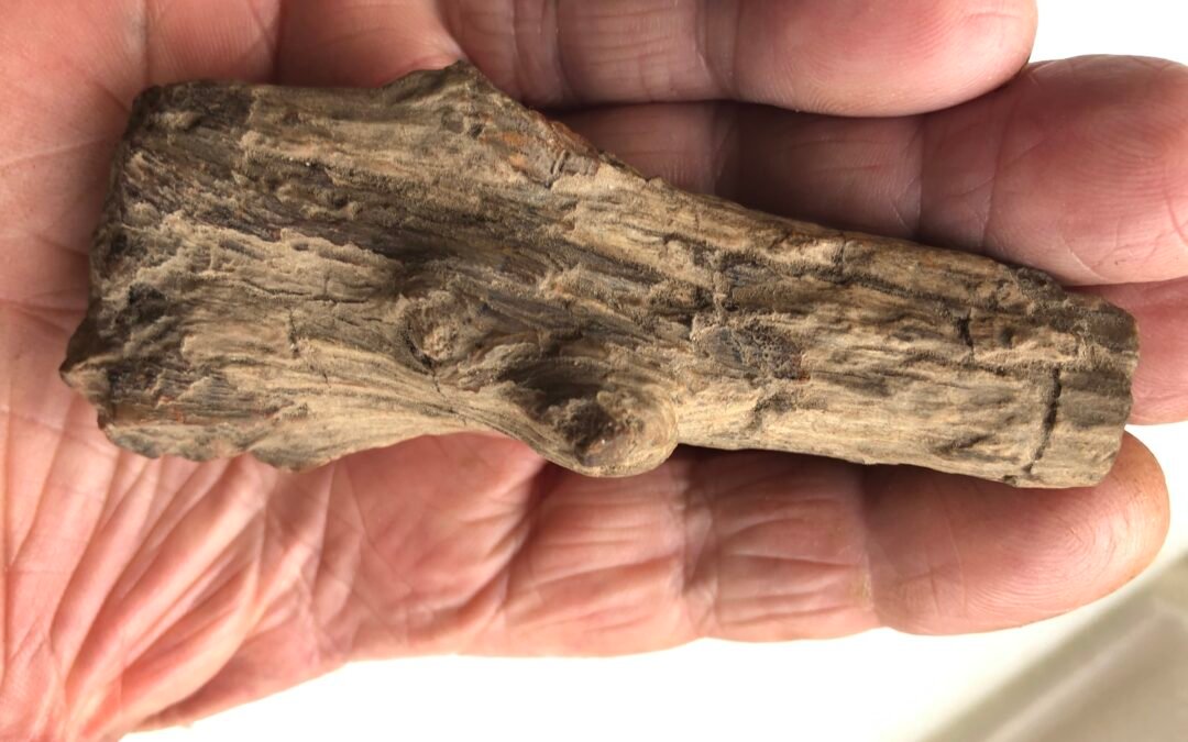 CLASSIC PETRIFIED WOOD PEICE