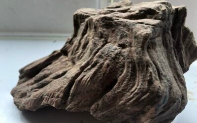 INTERESTING PETRIFIED WOOD